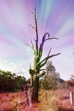 A Dead TreePhotography by David Willis